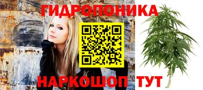крисы Кунгур