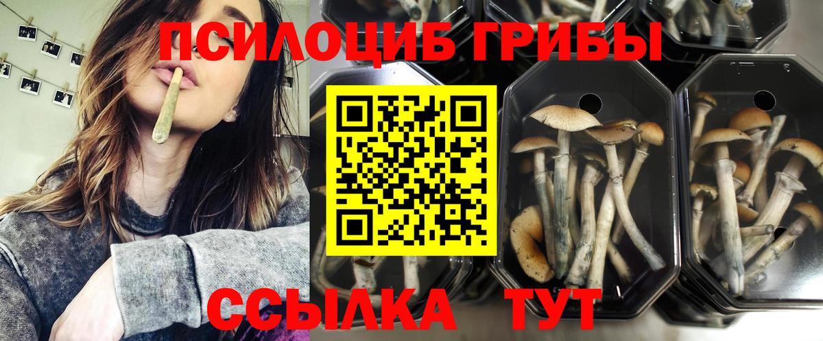 Галлюциногенные грибы Psilocybine cubensis Камень-на-Оби